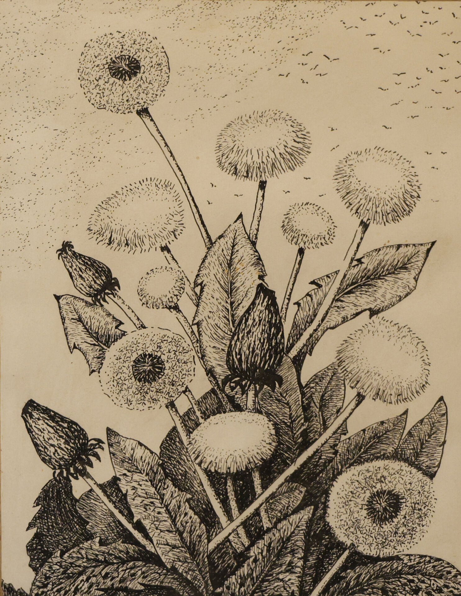 2006 «Одуванчики» бумага, тушь, перо 30 × 40 см